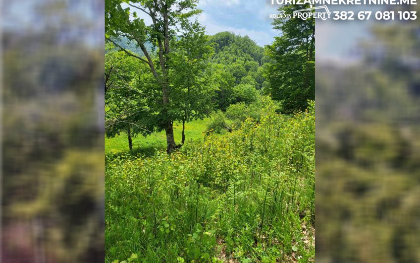 For Sale – Land in Žirci 39,600 m², just 5 km from the Center of Kolašin
